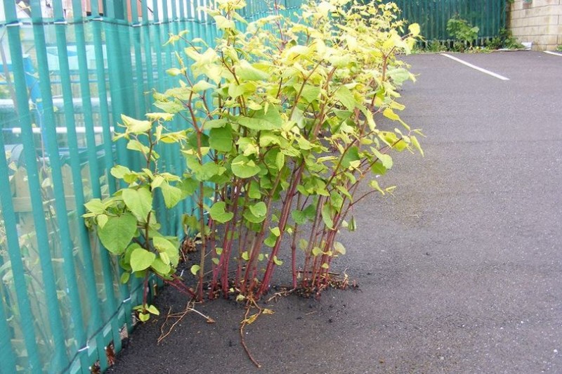 New advice helps homeowners trapped by Japanese Knotweed rules